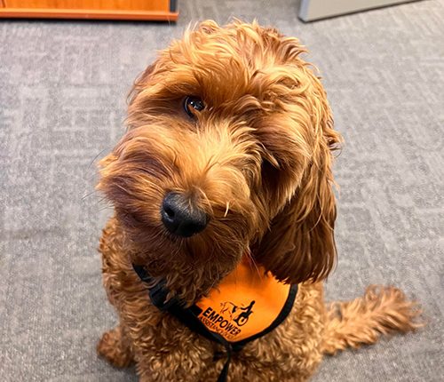 Murray the dog Bravehearts Therapy Dog